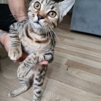 Çok sevimli.  Oynakbi  🐱 kendi