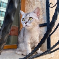 Dişi Brit..