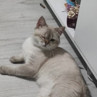 Mavi Gözl..