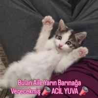 Pamuk yuv..