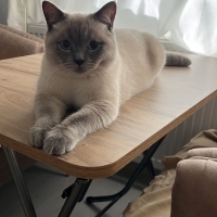 🐾 Leo’ya..