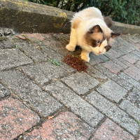 Ragdoll C..