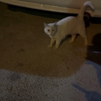 Sokağa at..