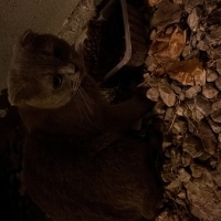 Sokakta Cins kedi