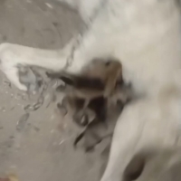 yeni doğa..