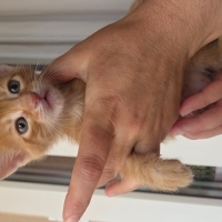 ben çılgın sarı kedi beni lütfen sahiplenin