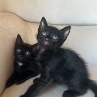 Yavru kedi, annesi Ankara kedisiydi Sokağa atmışlardı. Araba çarpıp öldü.