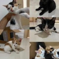 4 dişi 1..