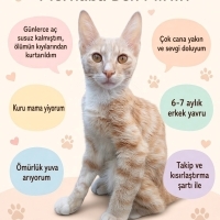 çok cana yakın oyuncu yavru