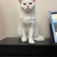3 Yaşında British Shorthair Kedime Yuva Arıyorum