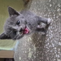 Minik çocuğuma yuva arıyorum