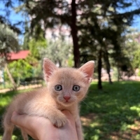 1,5 Aylık..