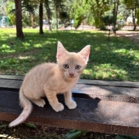 1,5 Aylık..