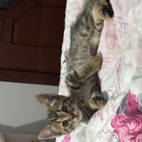 Çok afaca..
