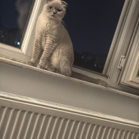 MAMA KARŞ..