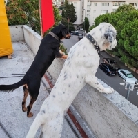 İKİ KARDE..