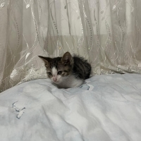 YAVRU AŞILARI TAM