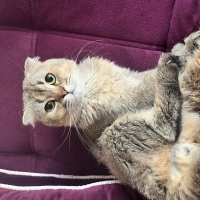 Küçük yeni yuvasını arıyor