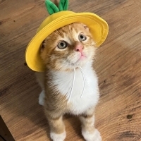 Minik Yaz'a Yuva arıyoruz. 💛