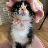 Minik Ren..