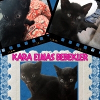 Kara Elmas Bebekler Sokağa Gitmek İstemiyor