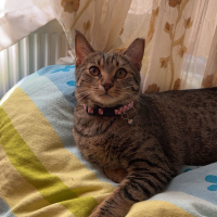 KISIR UYSAL SEVECEN EV KEDİSİ