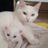 Çok oyunc..
