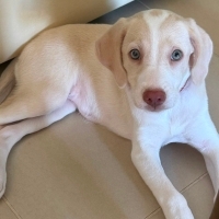 Labrador..