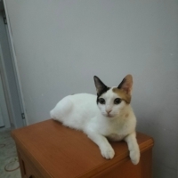 Babam dış..