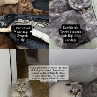 Kedilerim..