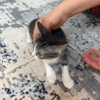 ÜÇ BUÇUK..