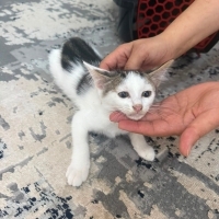 ÜÇ BUÇUK..