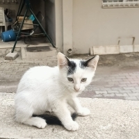8 haftalı..