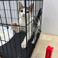 Çok sevecen minik kedi