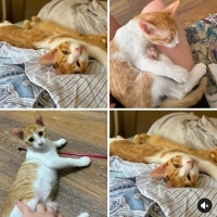Güneş yuva arıyor