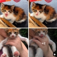Şila yuva arıyor