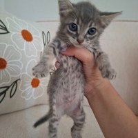 Sokakta ağlarken buldugumuz bu masum cana yuvanızı açar mısınız