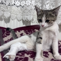 Sevimli yavruya acil yuva
