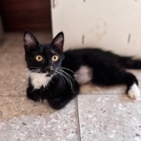 Çook canayakın, kediyle insanla dost çoraplı smokin