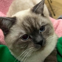 Ücretsiz sahiplenme British kedi