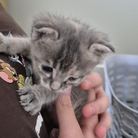 YAVRU KEDİ ERYAMAN