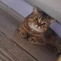 Biritis kedi ücretsiz sahiplendirme
