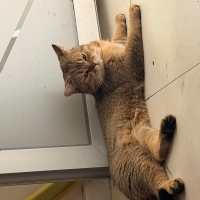 Biritis cins kedi ücretsiz sahiplendirme