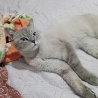 Sokağa at..
