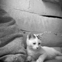 🐱 Minik Bir Can, Sıcak Bir Yuva Arıyor