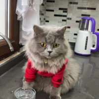 Kedi sahi..