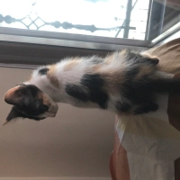 Şans kedi..
