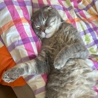 Sokakta T..