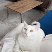 PAMUK ÖMÜ..