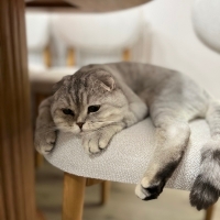 Bulut çok akılı bir kedi ve kendine yeni yuva bulmak istiyor